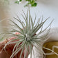 Snowball Air Plant