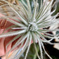 Snowball Air Plant