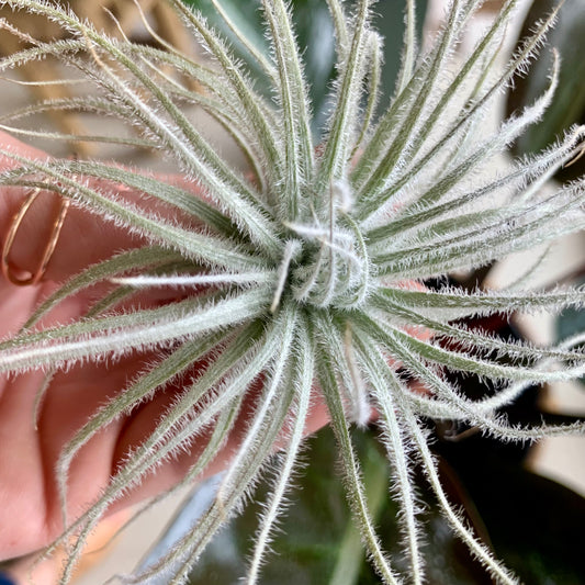 Snowball Air Plant