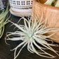Snowball Air Plant