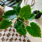 Alocasia Odora