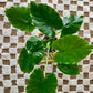 Alocasia Odora