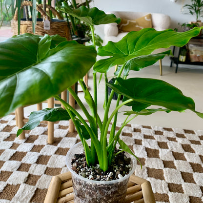 Alocasia Odora