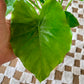 Alocasia Odora