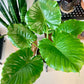 Alocasia Odora