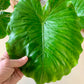 Alocasia Odora