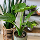 Alocasia Odora