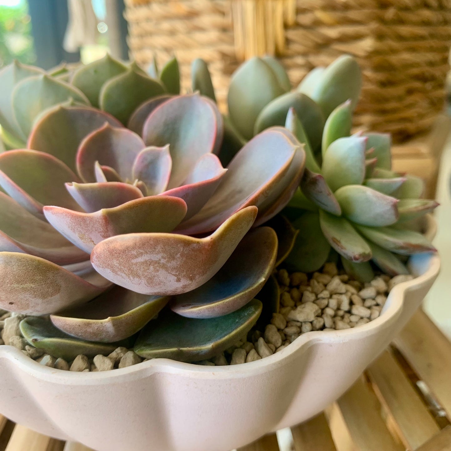 Potted Succulent Combo