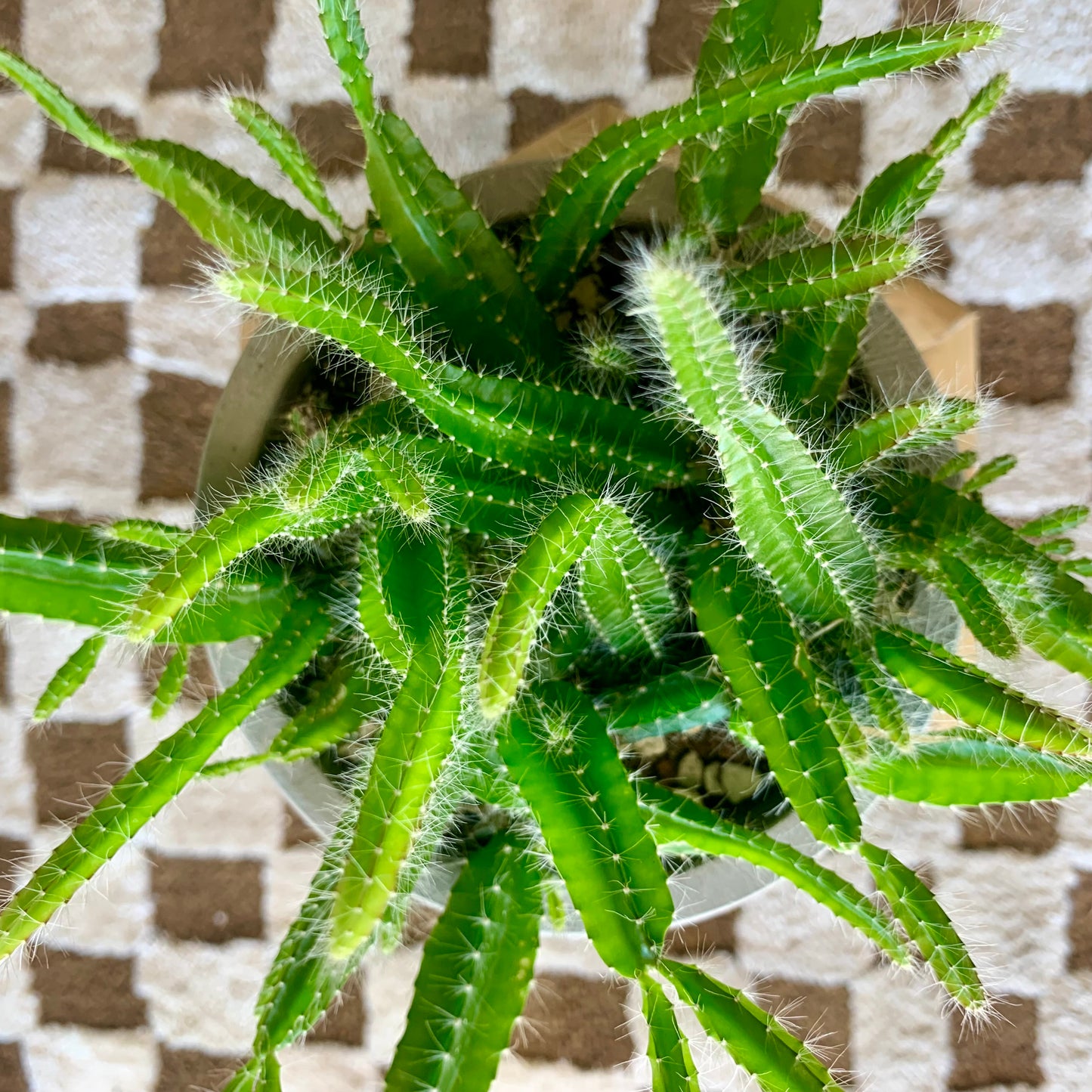 Potted Dog Tail Cactus