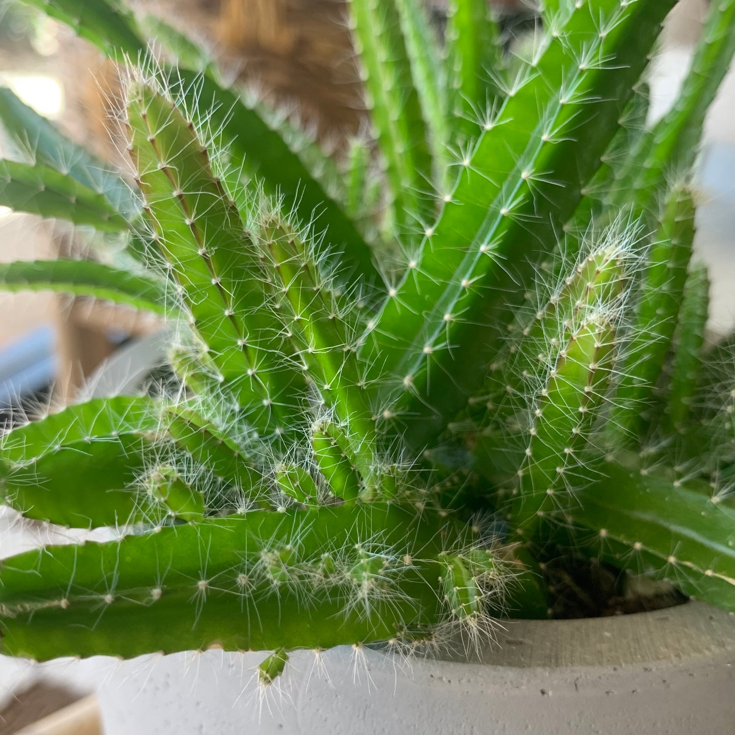 Potted Dog Tail Cactus