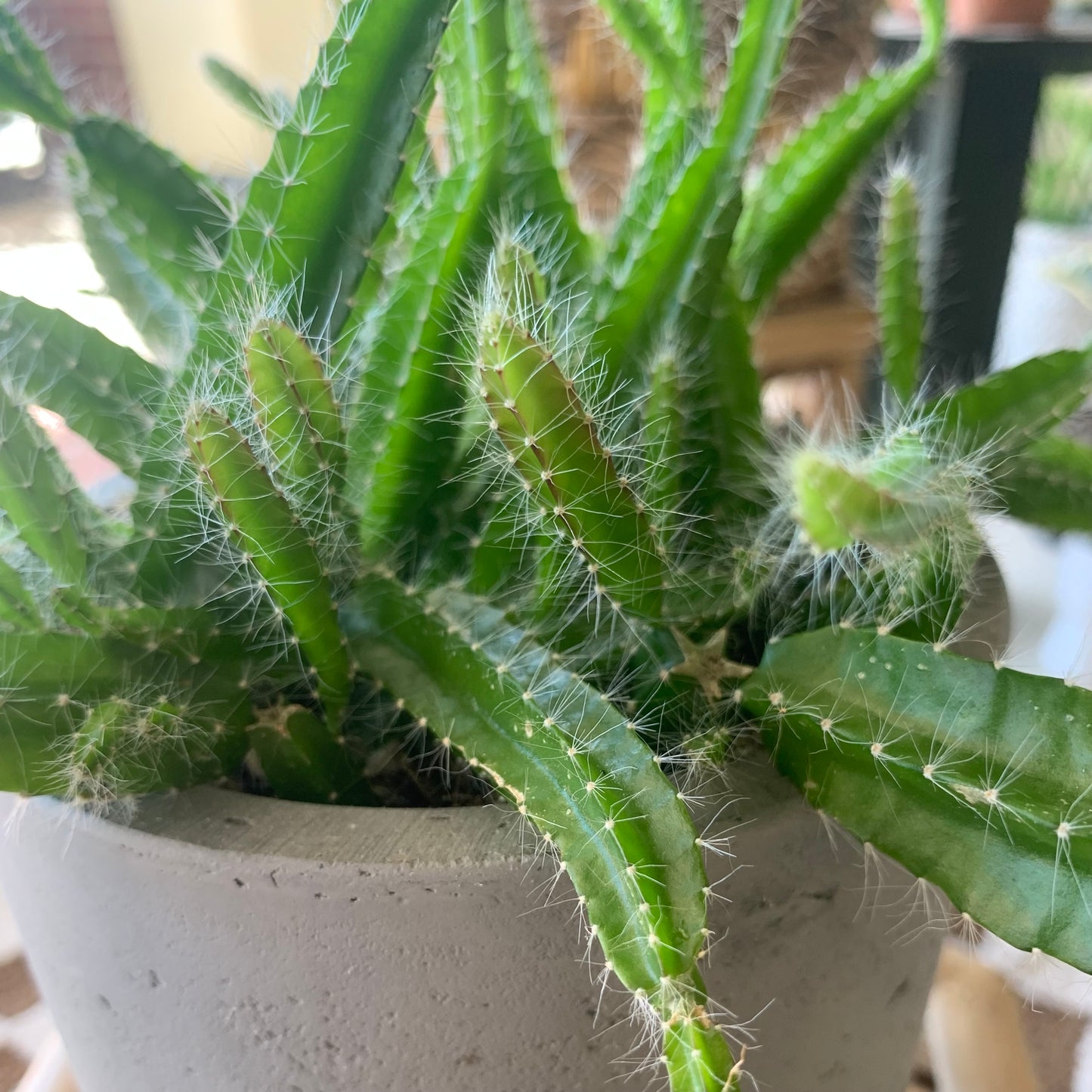 Potted Dog Tail Cactus