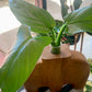 Wood Propagation