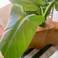 Wood Propagation