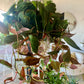 Philodendron Micans | Velvet Leaf