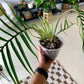 Philodendron Tortum