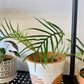Philodendron Tortum