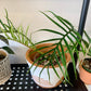 Philodendron Tortum
