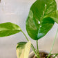 Albo Pothos (Epipremnum Pinnatum Albo)