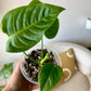 Anthurium Veitchii "The King"