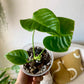 Anthurium Veitchii "The King"