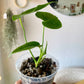 Anthurium Veitchii "The King"