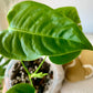Anthurium Veitchii "The King"