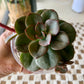 Echeveria Succulent