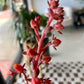 Echeveria Succulent