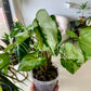 Three Kings Syngonium
