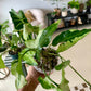 Three Kings Syngonium