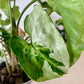Three Kings Syngonium
