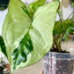 Three Kings Syngonium