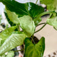 Three Kings Syngonium