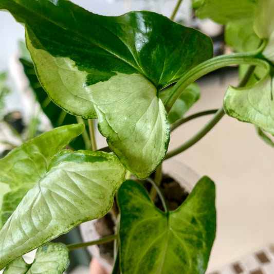 Three Kings Syngonium