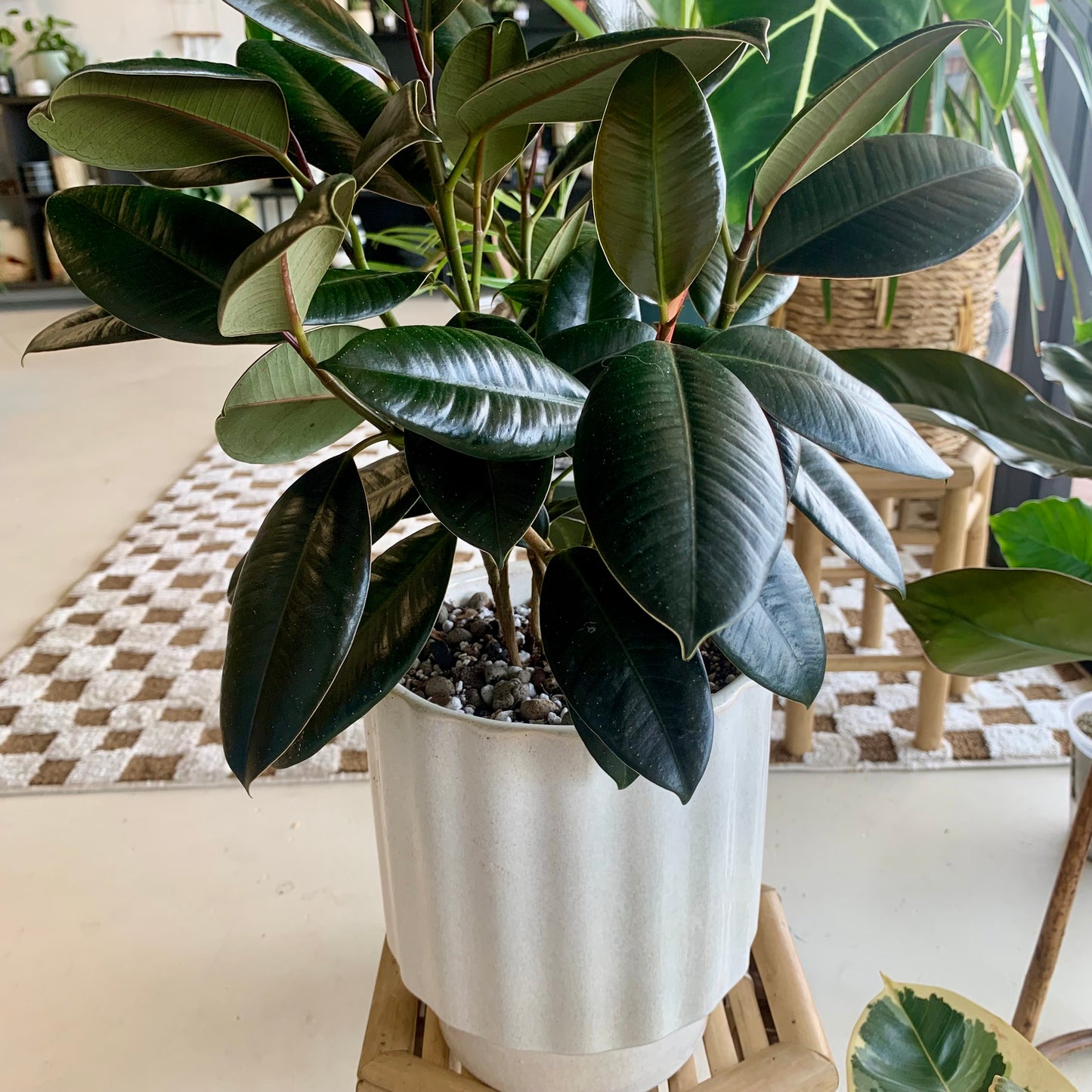 Potted Burgundy Ficus