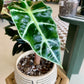 Polly Alocasia