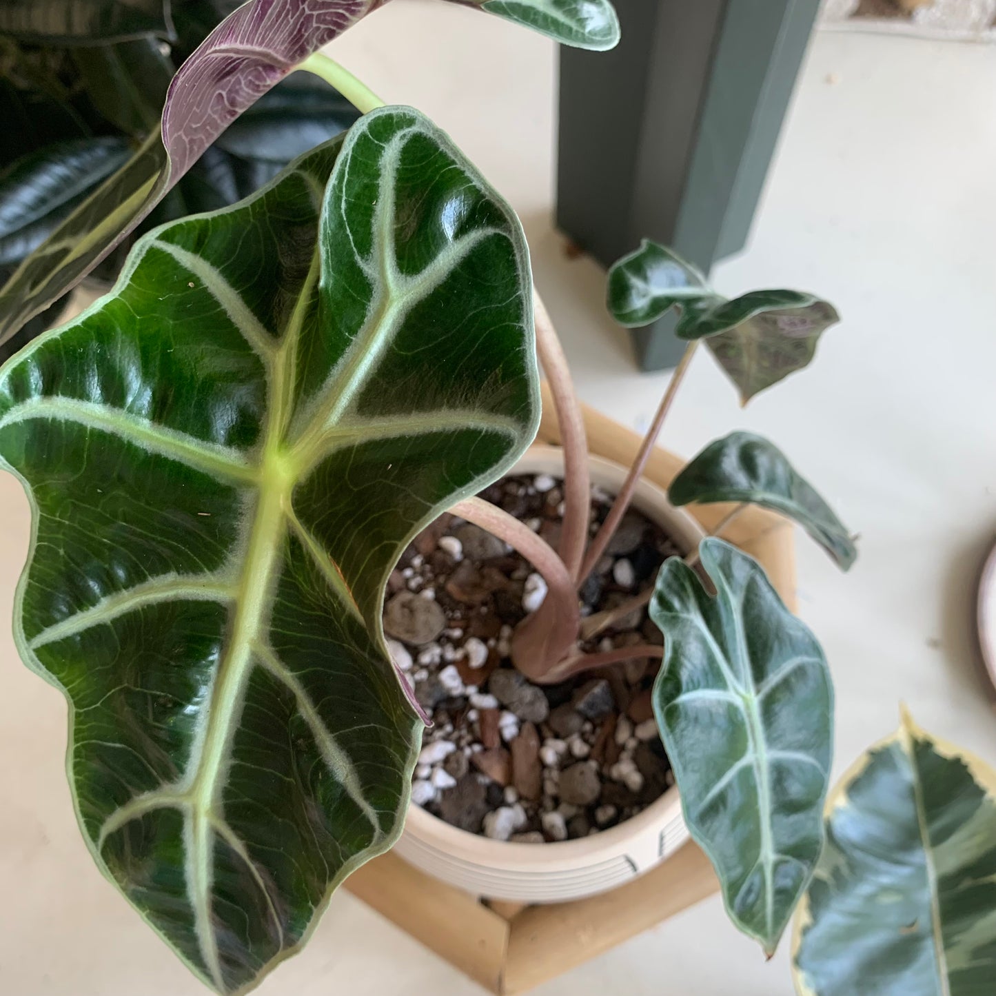 Potted Polly Alocasia