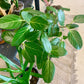 Audrey Ficus