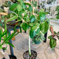 Audrey Ficus
