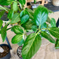 Audrey Ficus