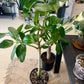 Audrey Ficus