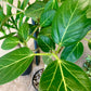 Audrey Ficus