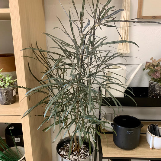 False Aralia
