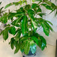 Schefflera actinophylla "Amate"