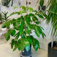 Schefflera actinophylla "Amate"