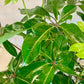 Schefflera actinophylla "Amate"