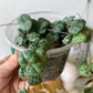String of Hearts