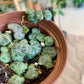 String of Hearts