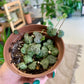 String of Hearts
