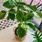 Ficus Altissima Golden Gem